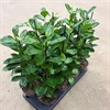 FICUS 14 CM MOCLAME 1X8